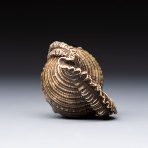 A rare Chinese brown- and turquoise-glazed conch-form brush washer, Qianlong — 照片 4