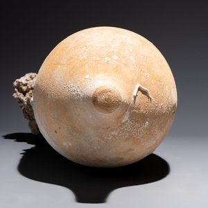 A Roman pottery fish oil or wine transport amphora with marine encrustation, South of Spain, 1st C. B.C./1st C. — foto 6