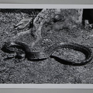 Album de photos de Congo belge, 20e — photo 5
