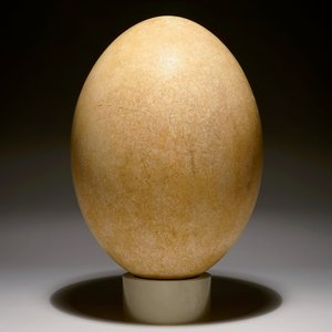 An intact elephant bird egg, Aepyornis maximus, Madagascar, 17th C. or before — photo 2