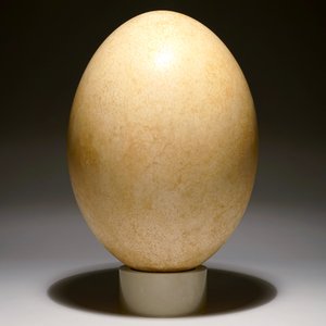 An intact elephant bird egg, Aepyornis maximus, Madagascar, 17th C. or before — photo 5
