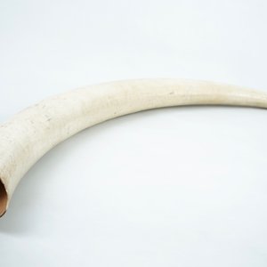 An unworked ivory tusk with CITES certificate, 20th C. — photo 3