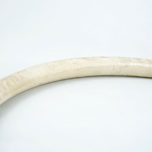 An unworked ivory tusk with CITES certificate, 20th C. — photo 4