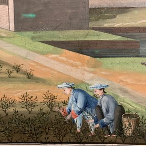 Chinese school, Canton, watercolour on paper, 19th C.: Four tea production scenes — photo 14