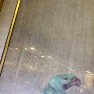 Chinese school, inkt en kleur op zijde: 'Landschap met vogels', 17/18e eeuw — foto 7