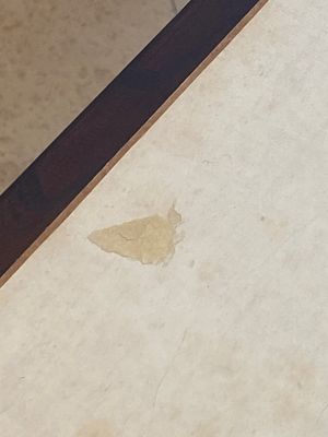 Chinese school: Zeven werken met insecten en pioenrozen, inkt en kleur op zijde, 19/20e eeuw — foto 24