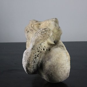 Complete humerus bone fossil of a mammoth, Pleistocene period — photo 1