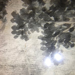 Deux peintures figurant un paysage et un oiseau sur branche, Chine, 18/19ème — photo 30
