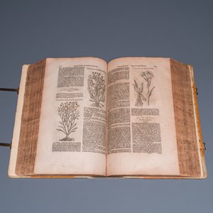 Dodoens, R.: 'Cruydt-boeck volghens sijne laetste verbeteringhe', 1644 — photo 11