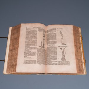 Dodoens, R.: 'Cruydt-boeck volghens sijne laetste verbeteringhe', 1644 — photo 12