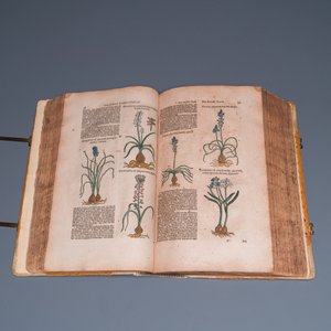Dodoens, R.: 'Cruydt-boeck volghens sijne laetste verbeteringhe', 1644 — photo 10