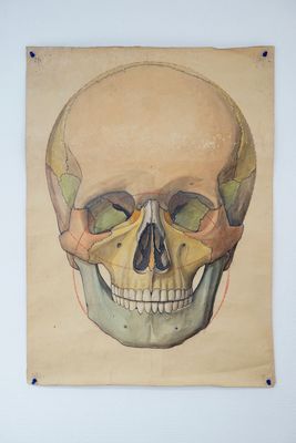 Drie grote anatomische tekeningen van schedels, 19/20e eeuw