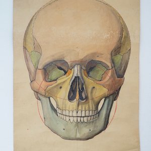 Drie grote anatomische tekeningen van schedels, 19/20e eeuw — foto 1