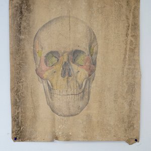 Drie grote anatomische tekeningen van schedels, 19/20e eeuw — foto 3