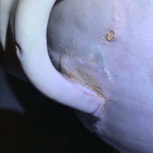 Een blauw-witte Antwerpse majolica siroopkan, gedateerd 1609 — foto 20