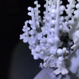 Een Chinees blanc de Chine model van een boom, Kangxi — foto 12