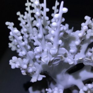 Een Chinees blanc de Chine model van een boom, Kangxi — foto 13