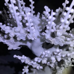 Een Chinees blanc de Chine model van een boom, Kangxi — foto 14