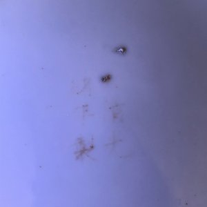 Een Chinees blauw-wit en ijzerrood bord met vleermuizen tussen wolken, Guangxu merk, 19/20e eeuw — foto 3