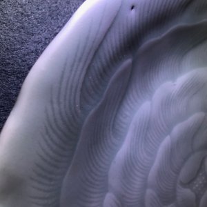 Een Chinees celadon bord in chrysantvorm, Qianlong merk en periode — foto 7