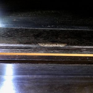 Een Chinees rechthoekig zitan houten kist met cloisonné monturen en vergulde bronzen handgrepen, Qing — foto 44