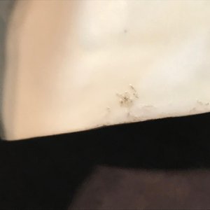 Een Chinese blanc de Chine figuur van Guandi, 18/19e eeuw — foto 15
