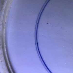 Een Chinese blauw-witte 'bianco sopra bianco' yenyen vaas met vogels bij bloesems, Kangxi — foto 38