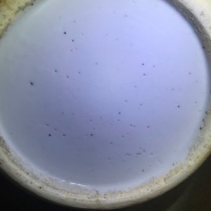 Een Chinese blauwwitte en onderglazuur rode vaas met hanen, 19e eeuw — foto 9