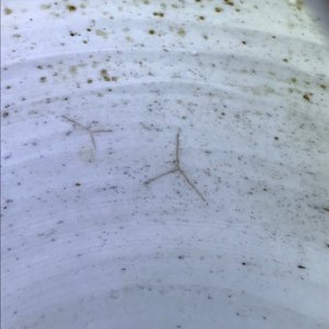 Een Chinese blauwwitte gemberpot met 'Drie vrienden van de winter', Kangxi — foto 15