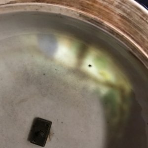 Een Chinese famille verte dekselkom met verguld bronzen montuur, Kangxi — foto 13