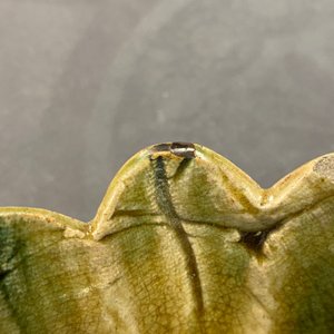 Een Chinese groen geglazuurde driepotige 'narcis' kom, wellicht Song — foto 12