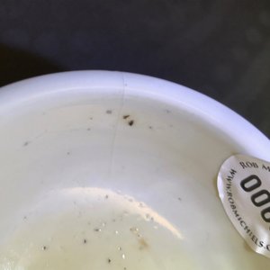 Een Chinese monochrome robijnrode stem cup, 19e eeuw — foto 11