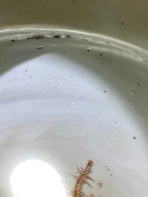 Een Chinese wucai 'acht onsterfelijken' vaas, Transitie periode — foto 11