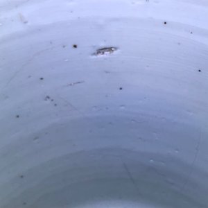 Een Chinese wucai vaas met spelende jongens, Transitie periode — foto 9