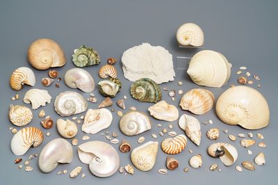 Een collectie mooie grote schelpen en een wit koraal