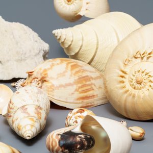 Een collectie mooie grote schelpen en een wit koraal — foto 5