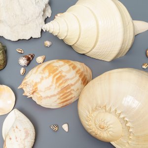 Een collectie mooie grote schelpen en een wit koraal — foto 8