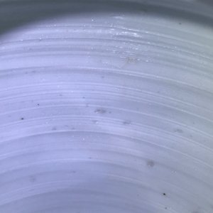 Een fijne Chinese blauwwitte gemberpot, Kangxi — foto 20