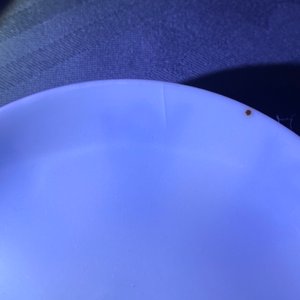 Een gevarieerde collectie Chinees 'Bleu de Hue' porselein voor de Vietnamese markt, 19e eeuw — foto 17