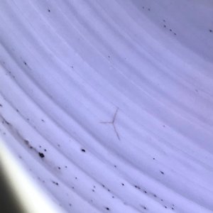 Een grote Chinese blauw-witte dekselvaas, Kangxi — foto 15