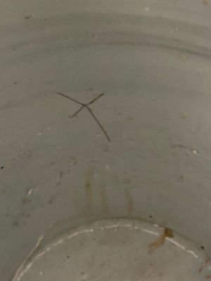 Een grote Chinese blauw-witte pot met een fazant, Ming — foto 8