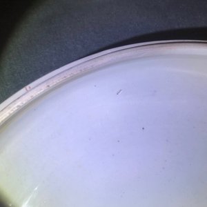 Een grote Chinese ijzerrode en vergulde dekselkom, Kangxi — foto 12