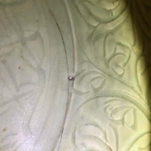 Een grote Chinese Longquan celadon schotel met onderglazuur decor, Ming — foto 5