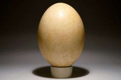 Een intact ei van een olifantsvogel, Aepyornis Maximus, Madagascar, 17e eeuw of vroeger