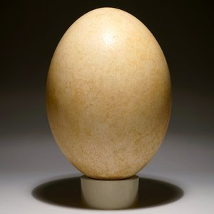 Een intact ei van een olifantsvogel, Aepyornis Maximus, Madagascar, 17e eeuw of vroeger — foto 1