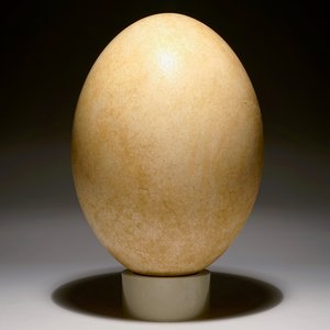 Een intact ei van een olifantsvogel, Aepyornis Maximus, Madagascar, 17e eeuw of vroeger — foto 4
