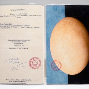 Een intact ei van een olifantsvogel, Aepyornis Maximus, Madagascar, 17e eeuw of vroeger — foto 6