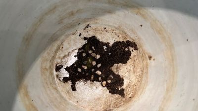 Een paar Chinese famille rose dekselvazen en een jardinière, 19/20e eeuw — foto 12