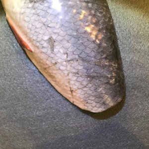 Een paar fraaie Chinese visvormige terrines met deksels, Qianlong — foto 11
