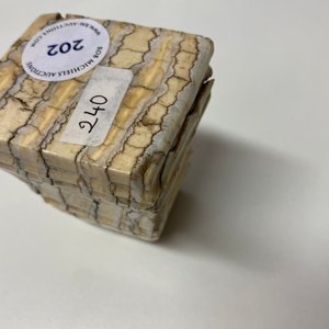 Een sokkel in gepolierde mammoettand, 17/18e eeuw — foto 15